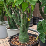 Adenia keramanthus-Adenia-W4-5cm-image-3