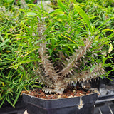 Euphorbia brachyphylla-Euphorbia-W4-6cm&W6-8cm-image-2
