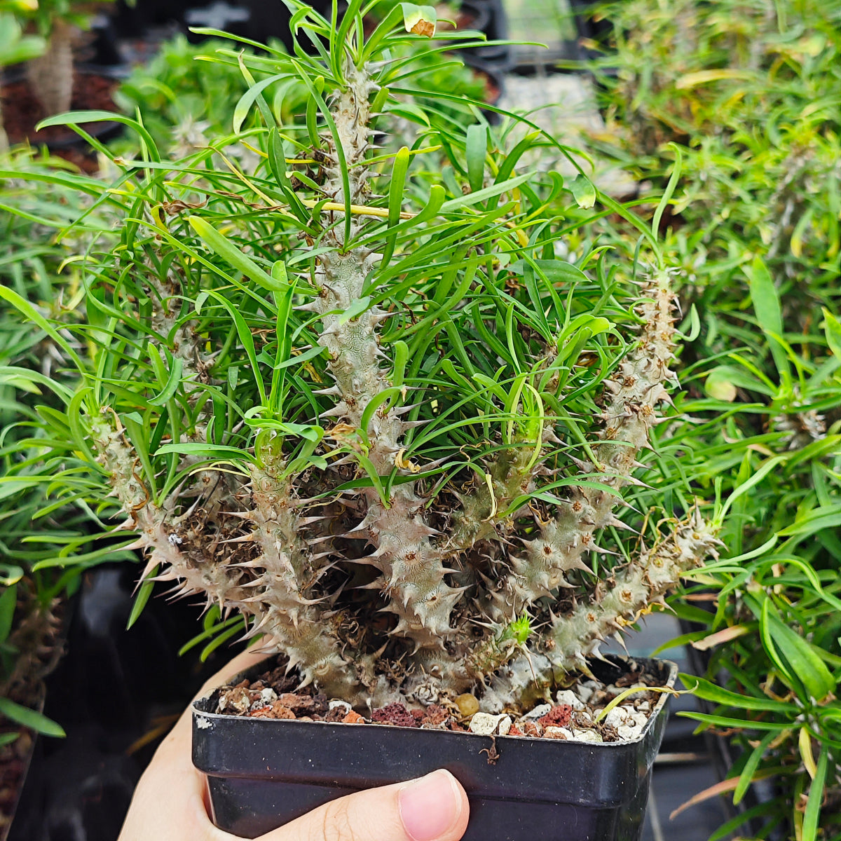 Euphorbia brachyphylla-Euphorbia-W4-6cm&W6-8cm-image-3
