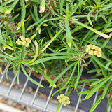 Euphorbia brachyphylla-Euphorbia-W4-6cm&W6-8cm-image-5