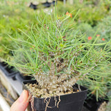 Euphorbia gottlebei-Euphorbia-H6cm-image-2