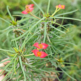 Euphorbia gottlebei-Euphorbia-H6cm-image-4