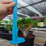 Euphorbia guillauminiana ｜WYSIWYG-Euphorbia-H8-10cm-image-4