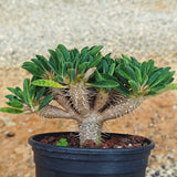 Euphorbia guillauminiana ｜WYSIWYG-Euphorbia-H8-10cm-image-5