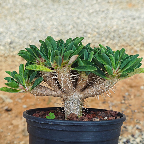 Euphorbia guillauminiana ｜WYSIWYG-Euphorbia-H8-10cm-image-5
