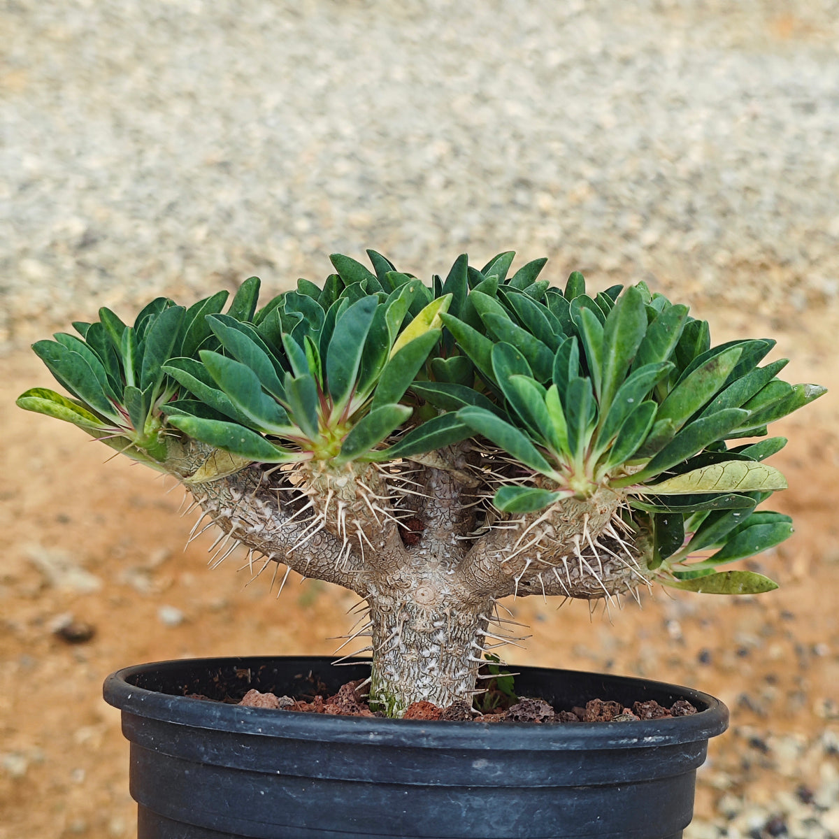 Euphorbia guillauminiana ｜WYSIWYG-Euphorbia-H8-10cm-image-7