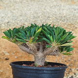 Euphorbia guillauminiana ｜WYSIWYG-Euphorbia-H8-10cm-image-7