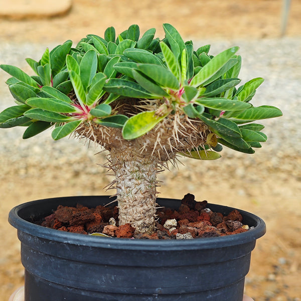 Euphorbia guillauminiana ｜WYSIWYG-Euphorbia-H8-10cm-image-9