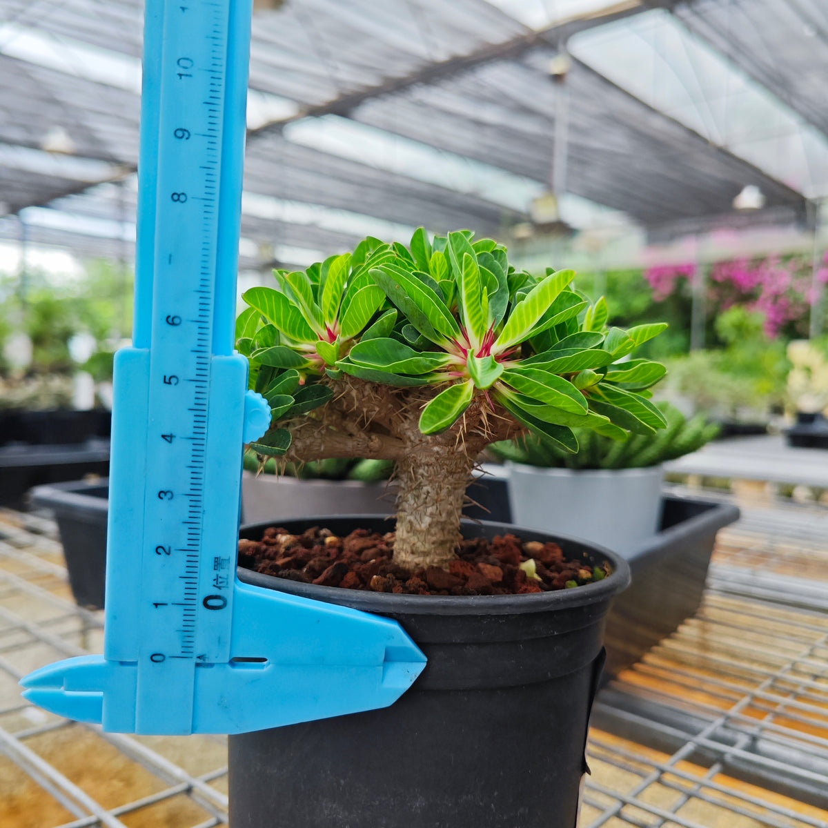 Euphorbia guillauminiana ｜WYSIWYG-Euphorbia-H8-10cm-image-12