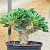 Euphorbia guillauminiana ｜WYSIWYG-Euphorbia-H8-10cm-image-13
