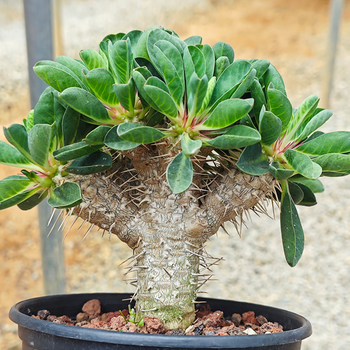 Euphorbia guillauminiana ｜WYSIWYG-Euphorbia-H8-10cm-image-15