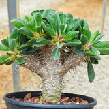 Euphorbia guillauminiana ｜WYSIWYG-Euphorbia-H8-10cm-image-15