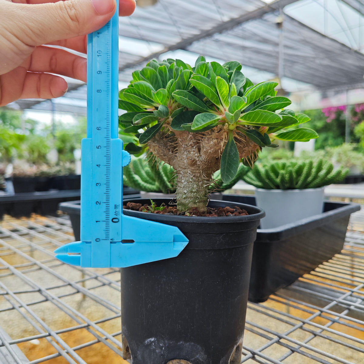 Euphorbia guillauminiana ｜WYSIWYG-Euphorbia-H8-10cm-image-16