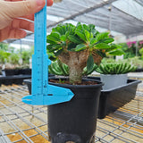 Euphorbia guillauminiana ｜WYSIWYG-Euphorbia-H8-10cm-image-16