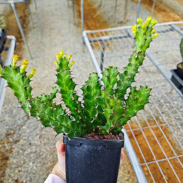 Euphorbia enormis Seeds — Euphorbia — 2026 seed listing — 1 Seed — image 2: plant specimen shown as a reference for this seed listing