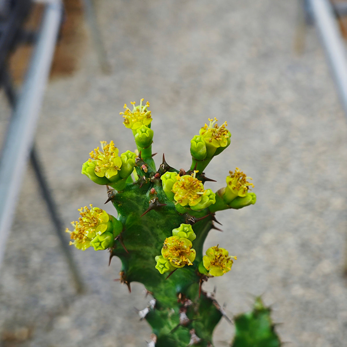 Euphorbia enormis Seeds — Euphorbia — 2026 seed listing — 1 Seed — image 3: flowers on a plant reference, not a photo of the seeds