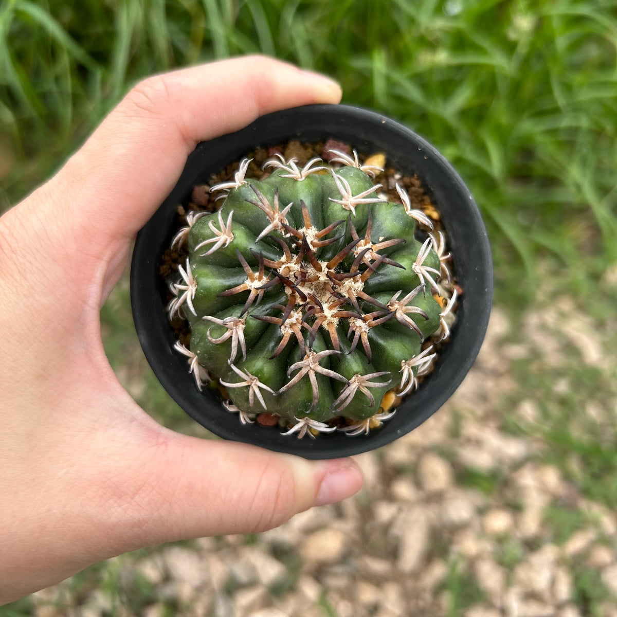 Discocactus cv. 'Cat Claw'