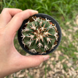 Discocactus cv. 'Cat Claw'