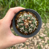 Discocactus cv. 'Cat Claw'