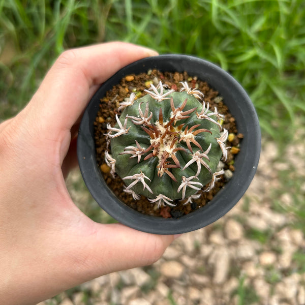 Discocactus cv. 'Cat Claw'