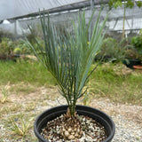 Cycas cairnsiana