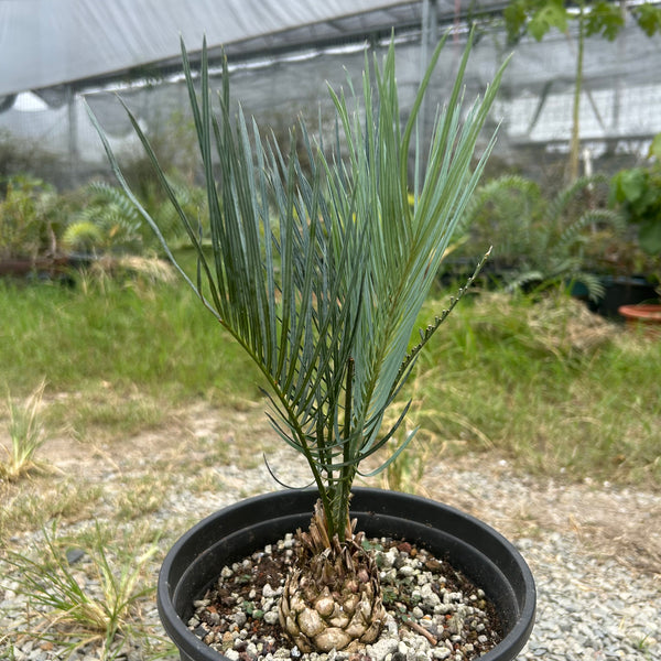 Cycas cairnsiana