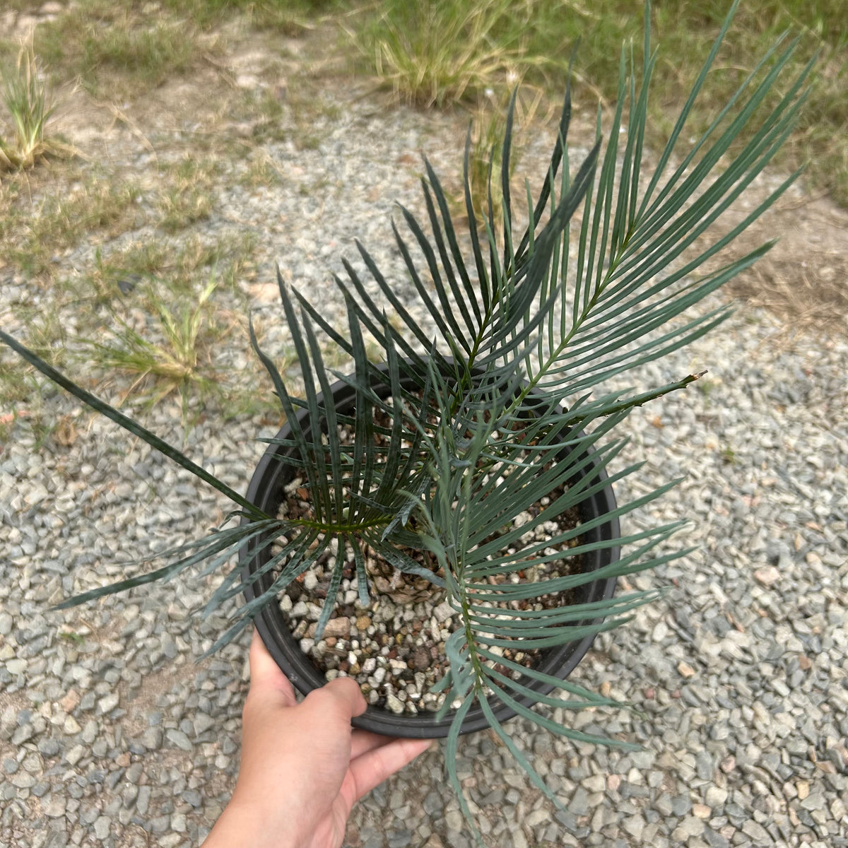 Cycas cairnsiana