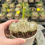 Pachypodium brevicaule - BotanicalCollector