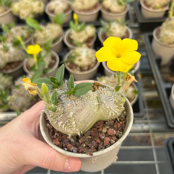 Pachypodium brevicaule - BotanicalCollector
