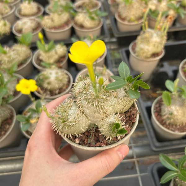 Pachypodium brevicaule - BotanicalCollector