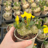 Pachypodium brevicaule - BotanicalCollector