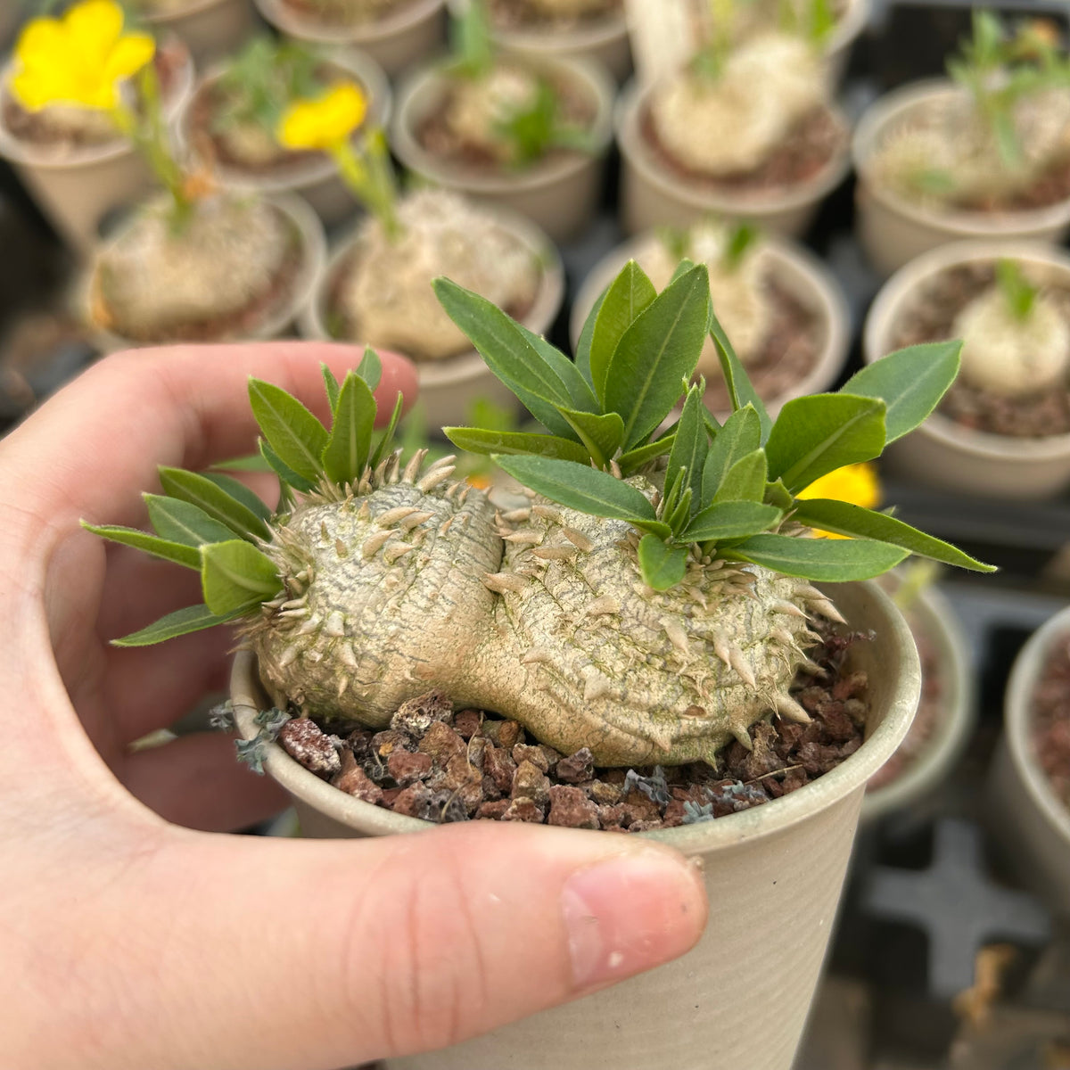 Pachypodium brevicaule - BotanicalCollector