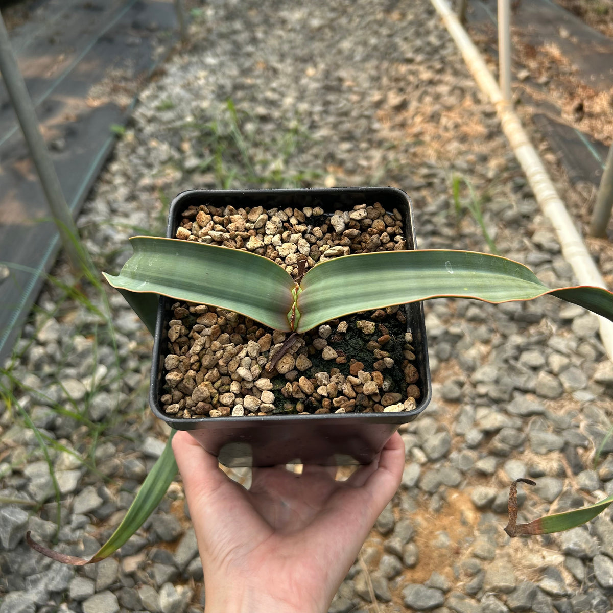 Welwitschia mirabilis