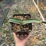 Welwitschia mirabilis