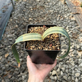 Welwitschia mirabilis
