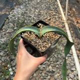 Welwitschia mirabilis