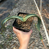 Welwitschia mirabilis
