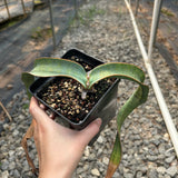 Welwitschia mirabilis