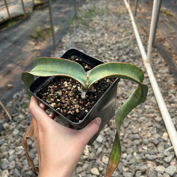 Welwitschia mirabilis