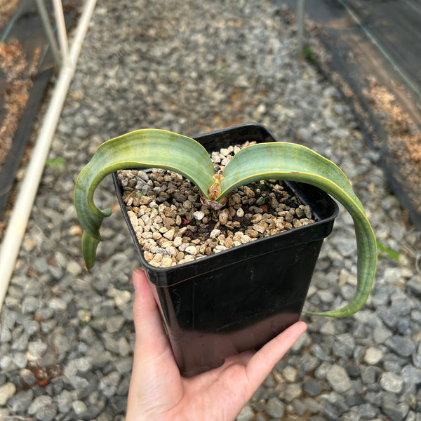Welwitschia mirabilis — Welwitschia — listed size leaf width 2.5cm — Same Size Shipped — image 1: potted plant with two broad, arching strap-like leaves
