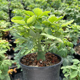 Adenia glauca