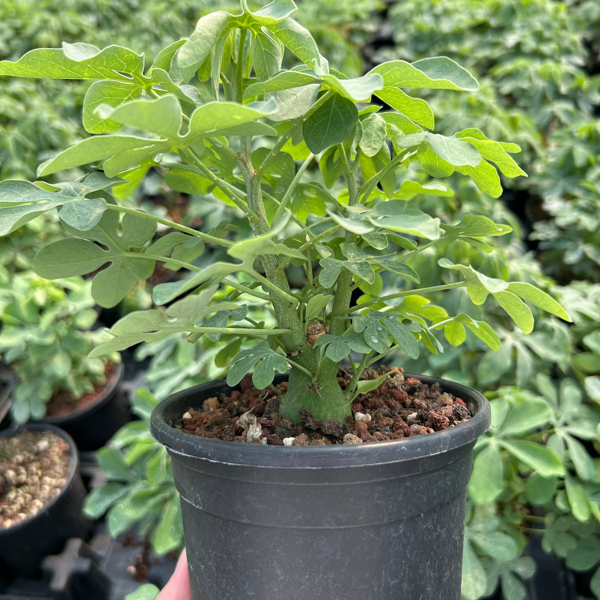 Adenia glauca