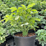 Adenia glauca