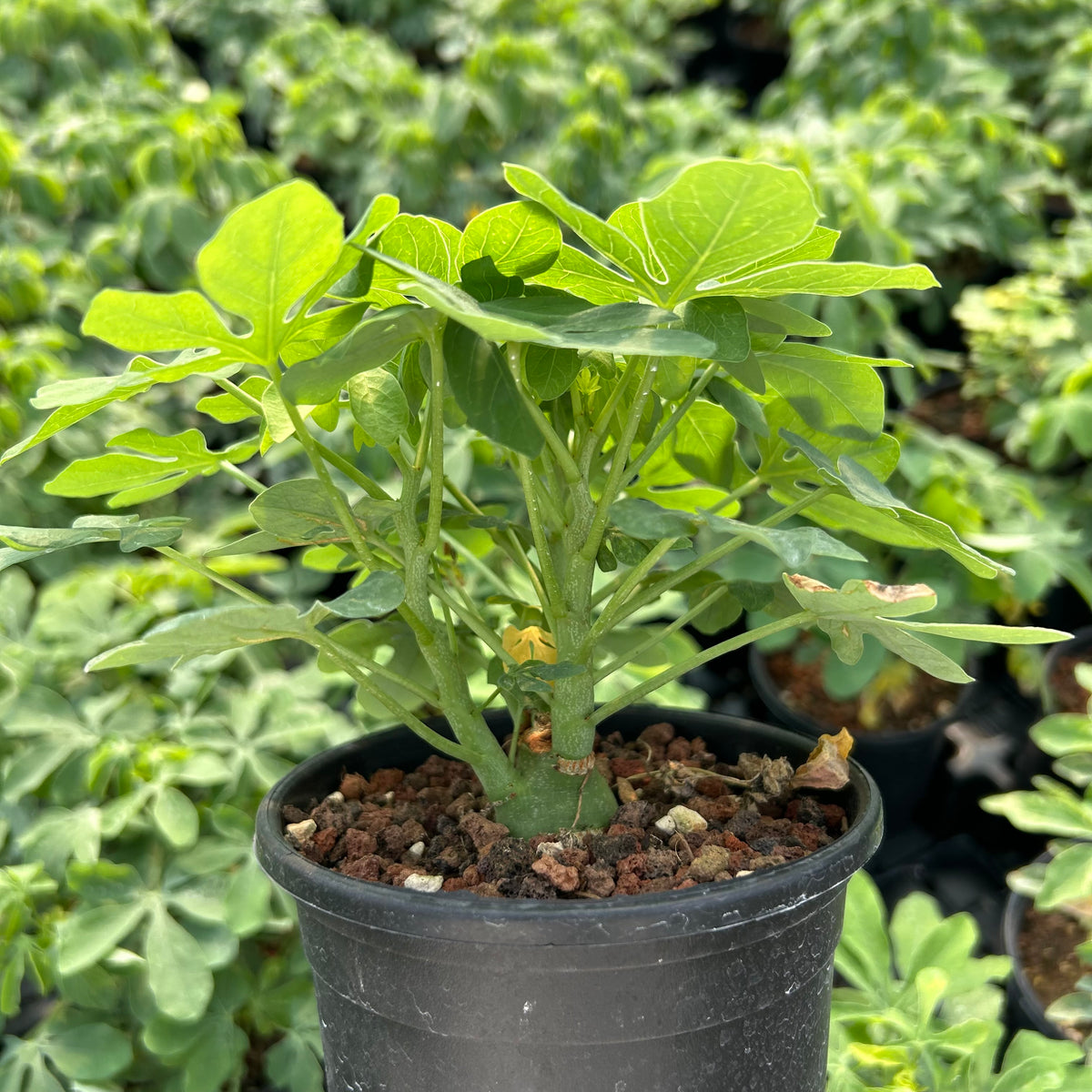 Adenia glauca