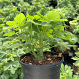 Adenia glauca
