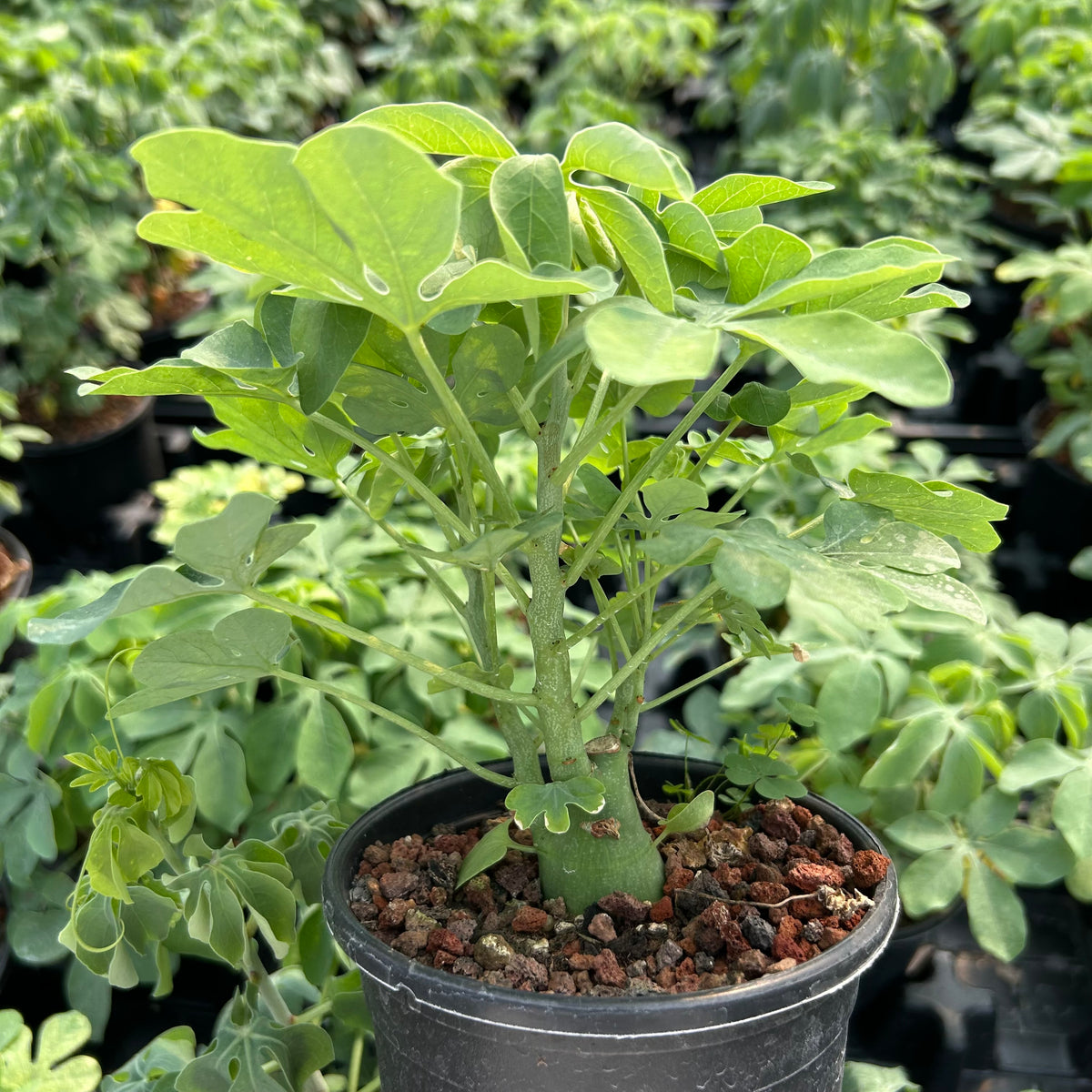 Adenia glauca