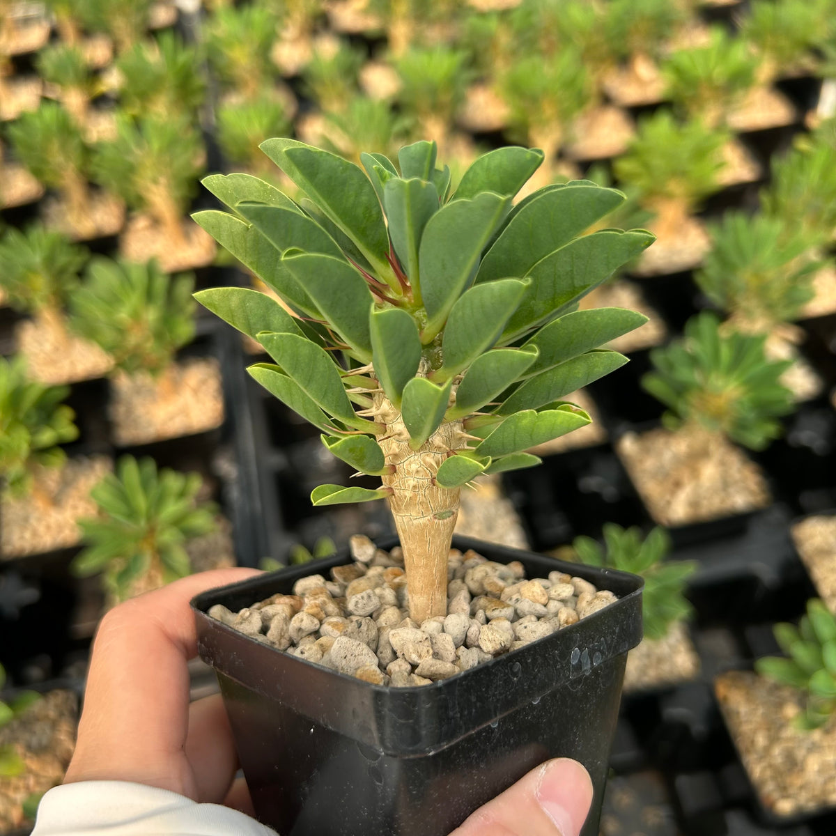 Euphorbia guillauminiana