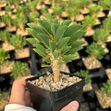 Euphorbia guillauminiana