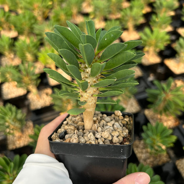 Euphorbia guillauminiana — Euphorbia — listed size caudex1.5-2cm — Same Size Shipped — image 1: potted plant with an upright stem and oval leaf clusters