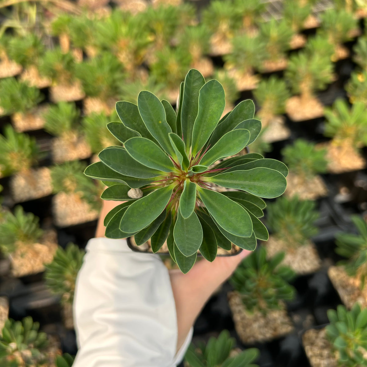Euphorbia guillauminiana